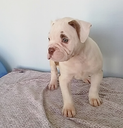 Tamayo's Minnie | American Bulldog 