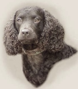 Nissop's Voi Kauhea | American Water Spaniel 