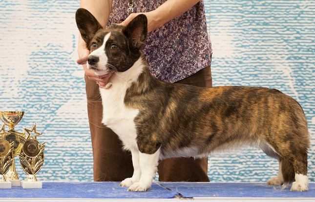 Daisy Virgo Vestalis | Cardigan Welsh Corgi 