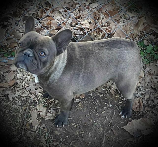 SGS Fancibullz Ez Money's Ginger | French Bulldog 