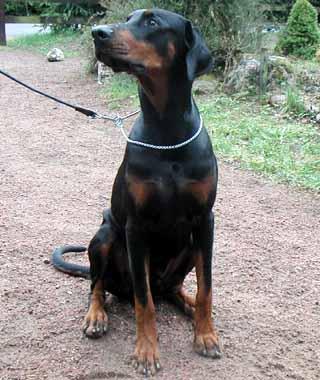 Little League's Target Midnight | Black Doberman Pinscher