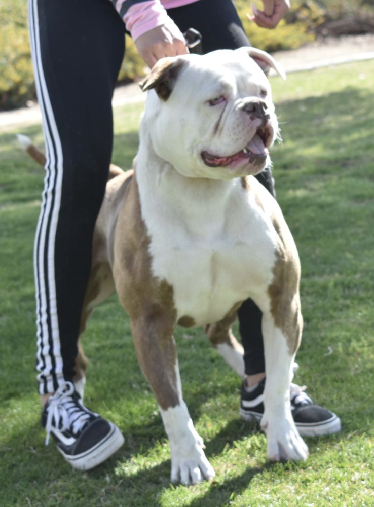 DogPound’s Coco Luv | American Bulldog 