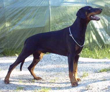 Little League's Trick Or Treat | Black Doberman Pinscher