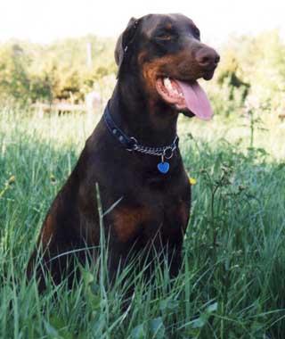 Little League's Tropical Fun | Brown Doberman Pinscher