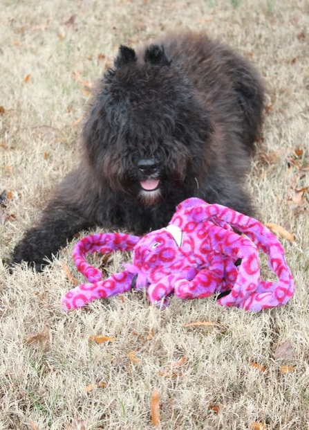 War Bouviator Lady Queen of Spades | Bouvier des Flandres 