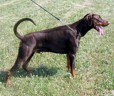 Little League's Twice More | Brown Doberman Pinscher