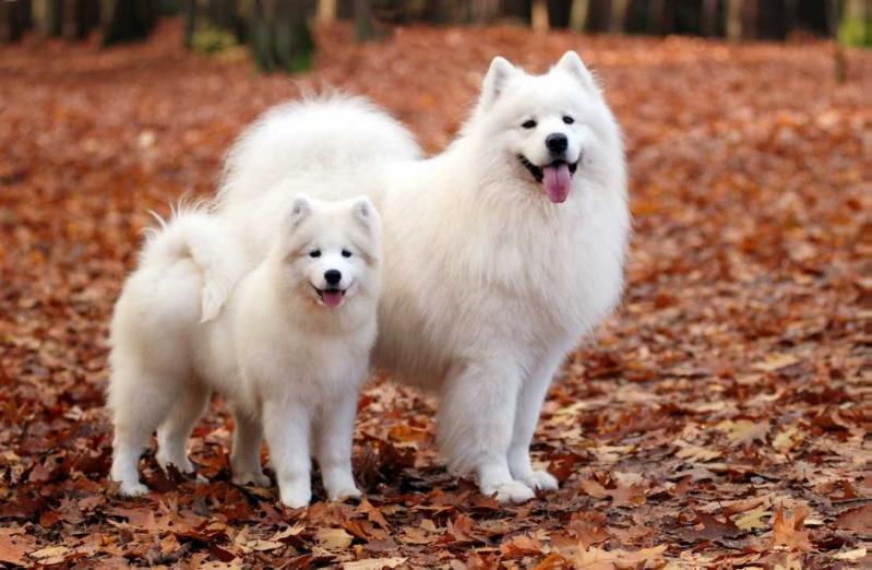 Sam-Ways from Josie-Teryky Larez | Samoyed 