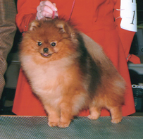 Wild Fire Of Lenette | Pomeranian 