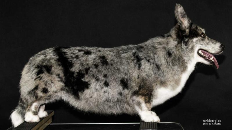 Aethwy Freelove | Cardigan Welsh Corgi 