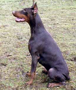 Tahi-Reme Little League's | Brown Doberman Pinscher