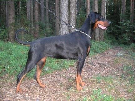 Little League's Tameless Kiss | Black Doberman Pinscher