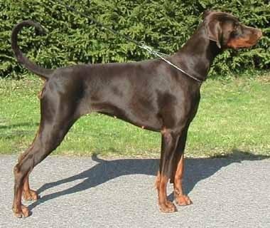 Little League's Tease Me | Brown Doberman Pinscher