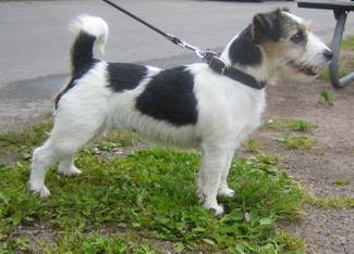 Doris Saxon | Jack Russell Terrier 