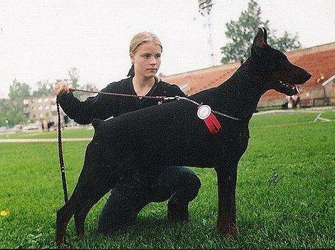 Maestro Mozart Del Aber | Black Doberman Pinscher