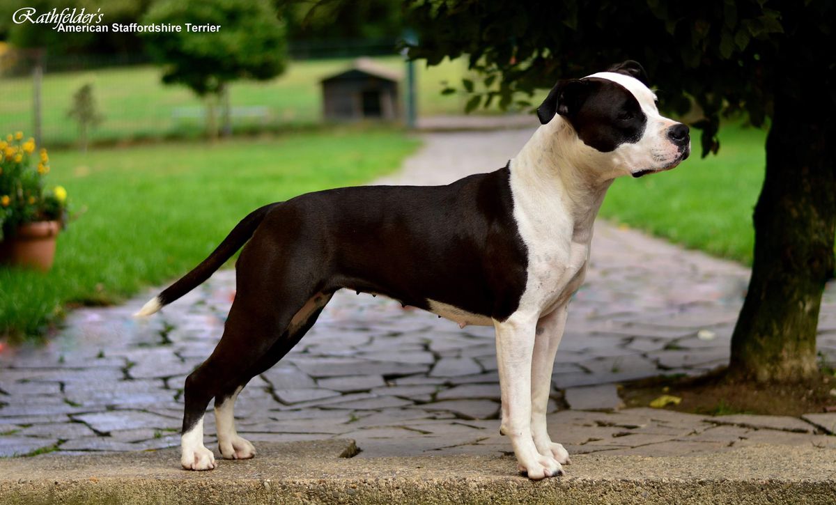 Rathfelder's Kinky Boots | American Staffordshire Terrier 