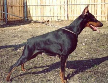 A'Donikons Grazia Gross | Black Doberman Pinscher