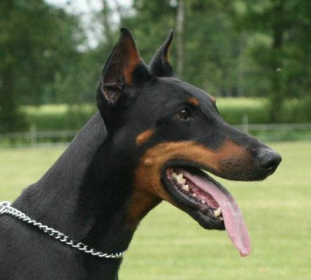 Gentle Rough Shadow's Baccara | Black Doberman Pinscher