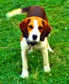 Perry's Big Jake II | Beagle 