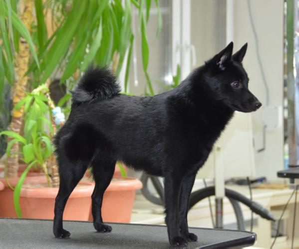 Almina crimean khan | Schipperke 