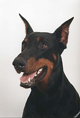 Alf Falmarka | Black Doberman Pinscher