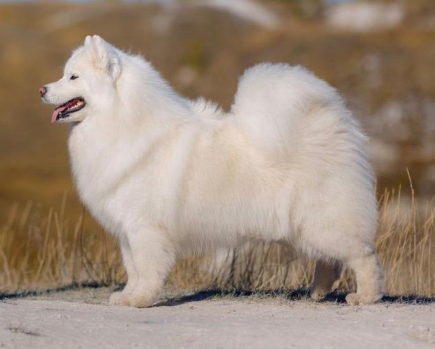 Terra Winners Pennsylvania | Samoyed 