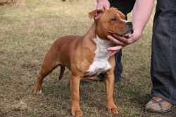 Bullseye American Dream | Staffordshire Bull Terrier 