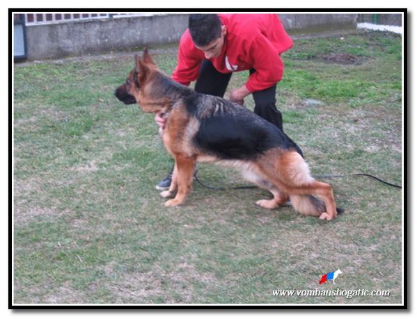 Nera Passatino | German Shepherd Dog 