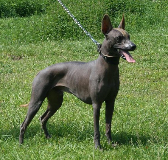 Marmelad | Xoloitzcuintli 