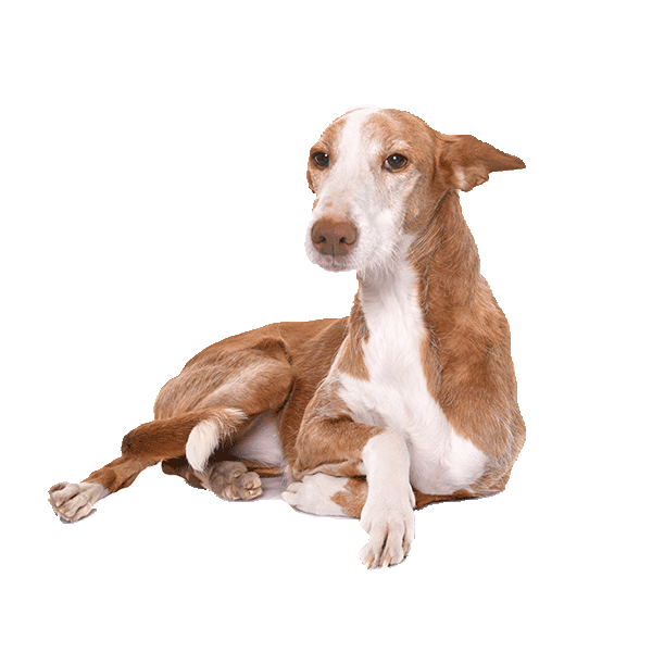 Ibizan Hound