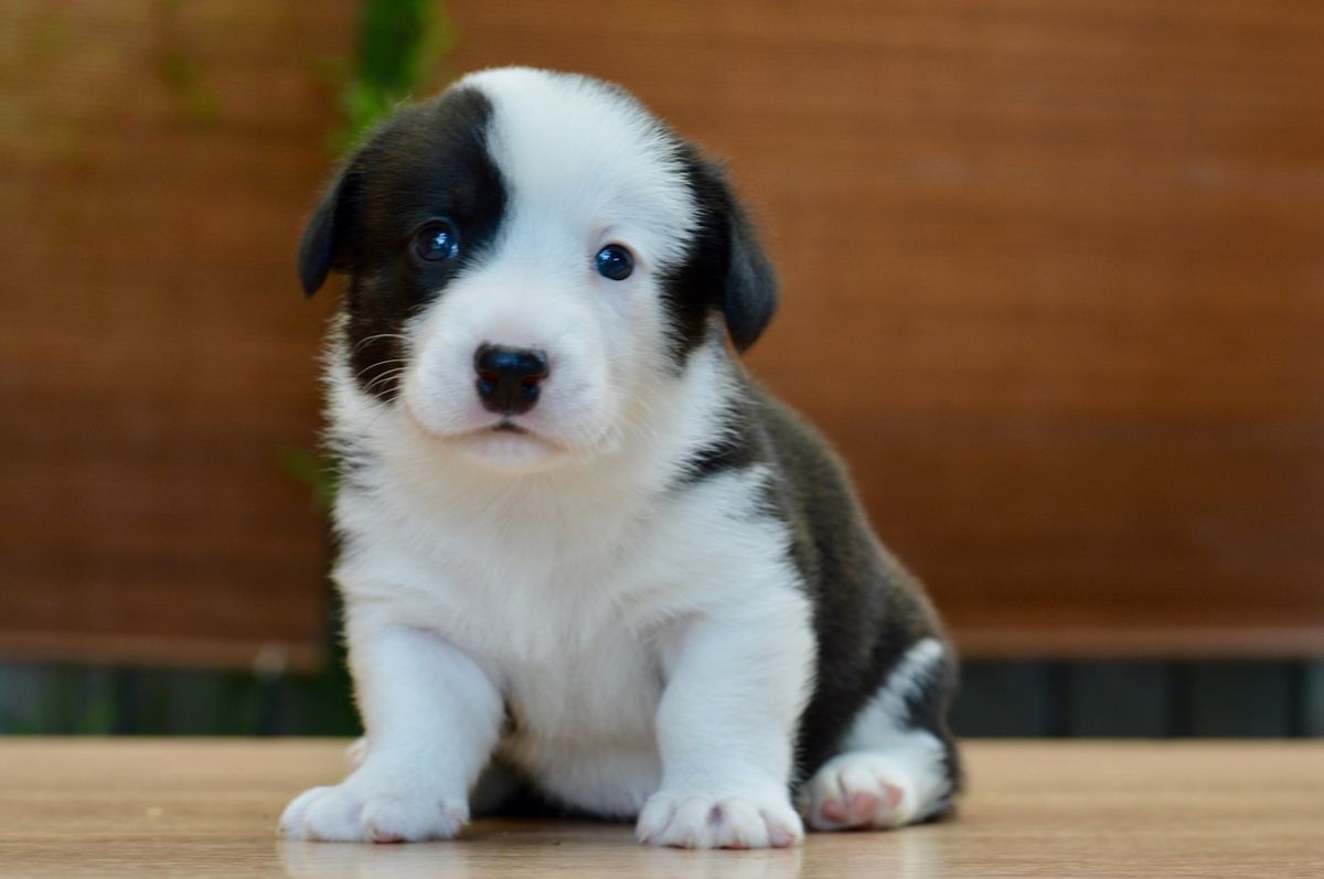 SEVASTOPOLSKIY VALS Next | Cardigan Welsh Corgi 