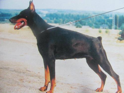 Sayonara v.'t Sabbatsveld | Black Doberman Pinscher