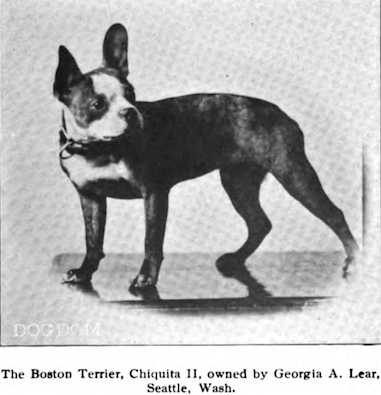 Chiquita II | Boston Terrier 