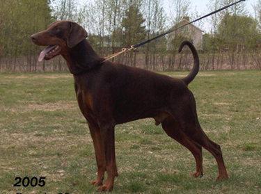 Walldobes Orsaq Onardo | Brown Doberman Pinscher