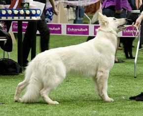 Ariadna Pathfinder Sardogs | White Swiss Shepherd Dog 