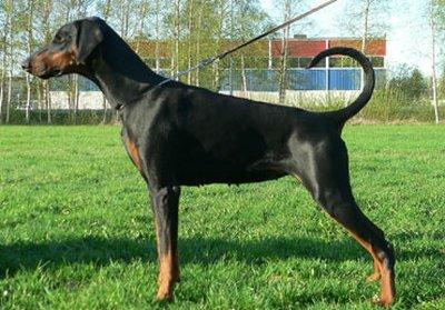 Walldobes Onique Onedia | Black Doberman Pinscher