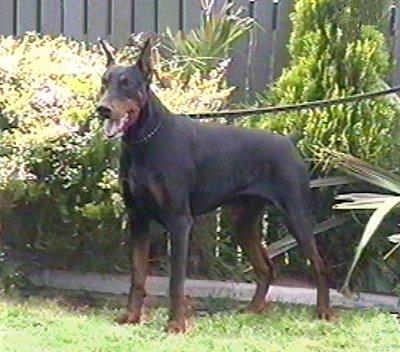 Dax v. Blitzkrieger | Black Doberman Pinscher