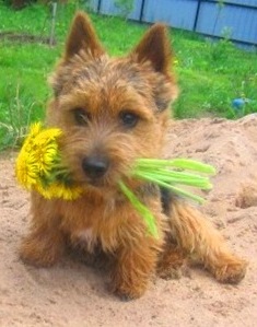 Griffindor | Norwich Terrier 