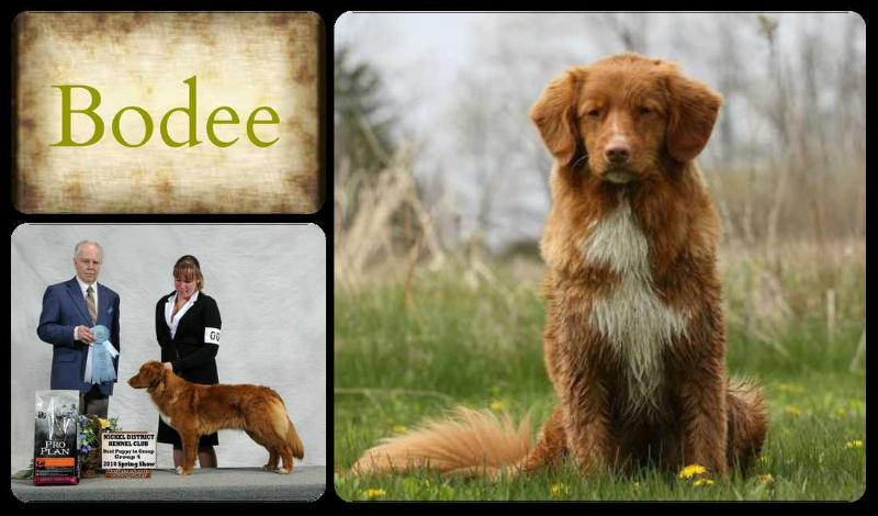 Roaneden's Perfect Ten | Nova Scotia Duck Tolling Retriever 