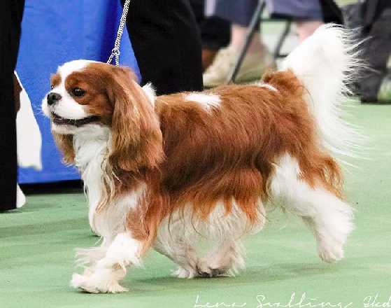 Maibee PERFECT TOUCH OF CHAMAVALE | Cavalier King Charles Spaniel 