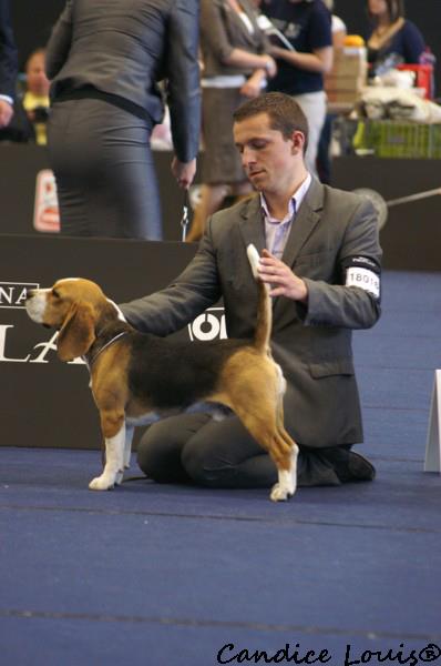 game gold de la meute d'astérion | Beagle 