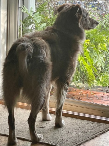 LB's Titan with a Twist | Australian Shepherd 