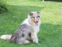 Windy Acres Azure Prince | Rough Collie 