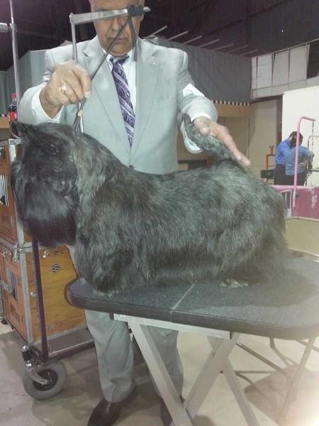 Dunoon royal william | Scottish Terrier 