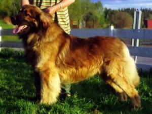 Lejonlands Trademark | Leonberger 