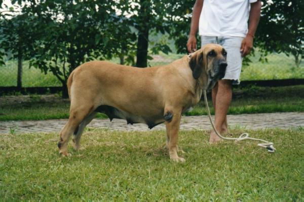 JUDGE DO ENGENHO VELHO | Fila Brasileiro 