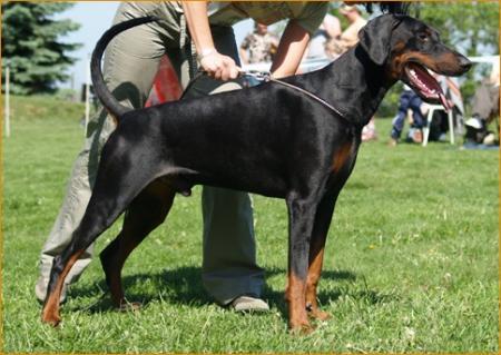 Cliff v. Beuchower Hof | Black Doberman Pinscher