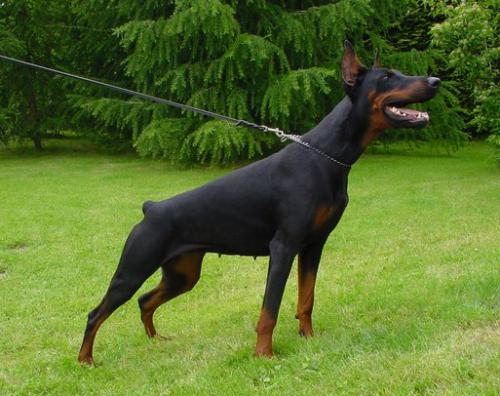 Andra v. Beuchower Hof | Black Doberman Pinscher