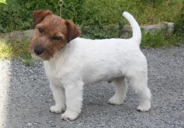 Poecilia's Spencer | Jack Russell Terrier 