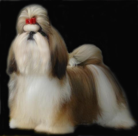 Le-Vendosk Just A Minute | Shih Tzu 