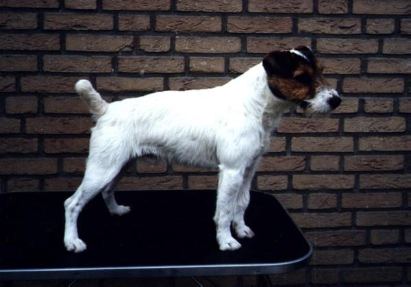 Viper Never The Last | Parson Russell Terrier 